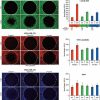 Pósters sobre ensayos celulares - Optimización de la robustez