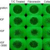 Pósters de ensayos celulares - Dependientes del sustrato