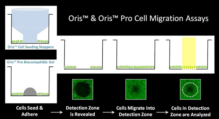 Ensayos de migración Oris™ y Oris™ Pro