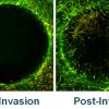 Cell-Based Assays Posters - Pre-Invasion & Post-Invasion