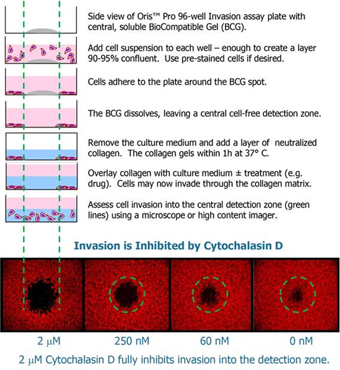 Cell Invasion Through a Collagen I Matrix Chart
