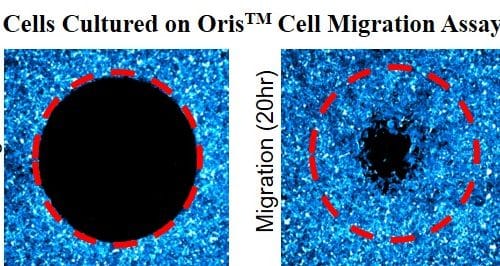 cells cultured on Oris cell migration assay, pre-migration and post-migration images
