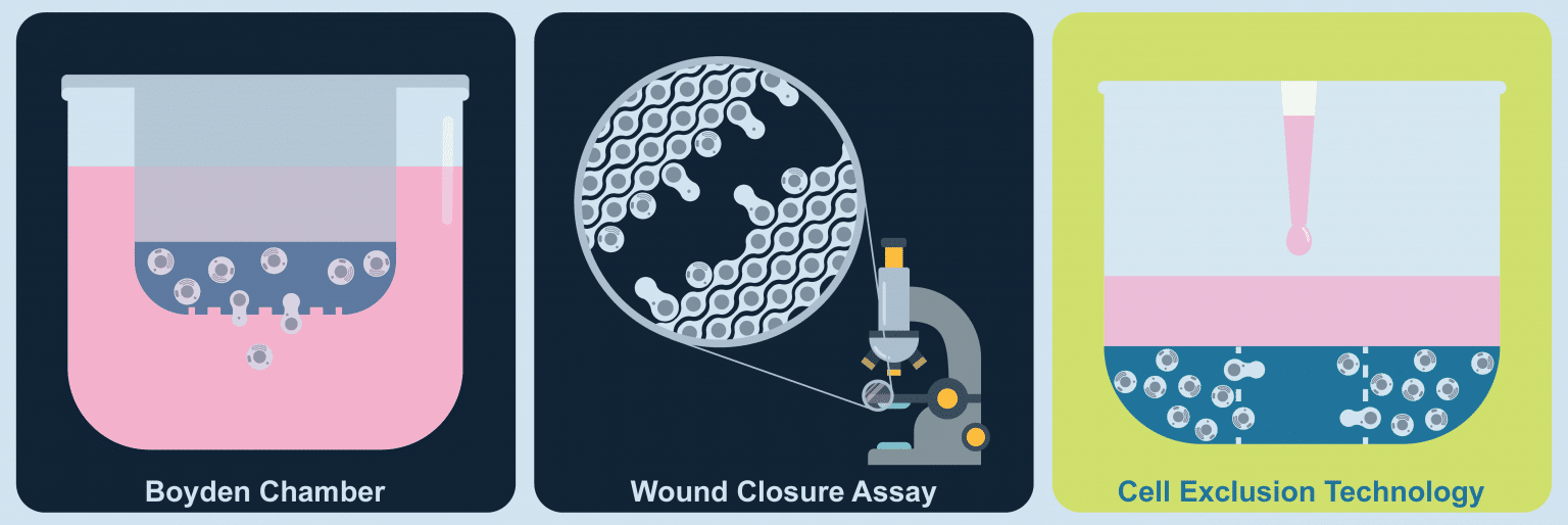 What is a Cell Migration Assay?