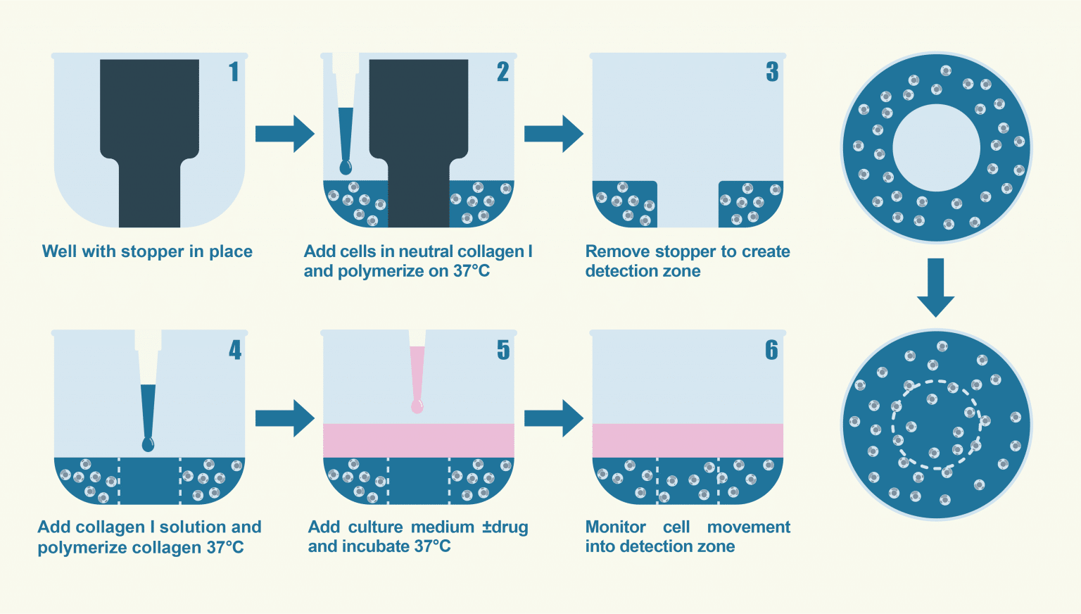 What is a Cell Migration Assay?
