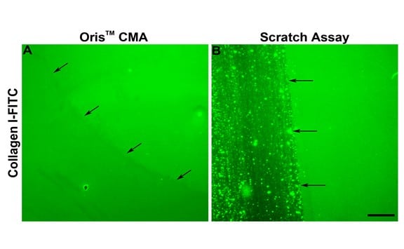 Effects of the Oris CMA and the Scratch Assay on ECM integrity